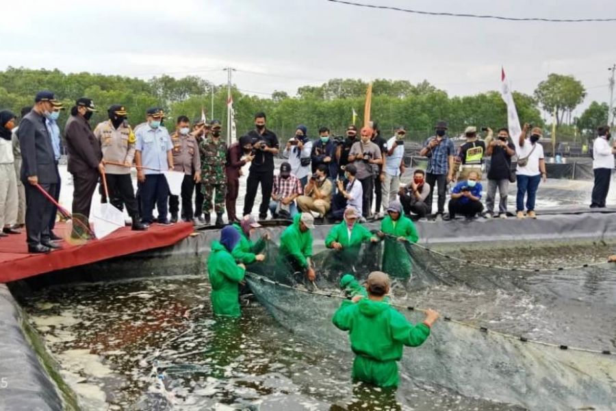 Danramil Tegal Timur Ikuti Panen Udang Vaname Di Lahan Tambak SUPM Tegal