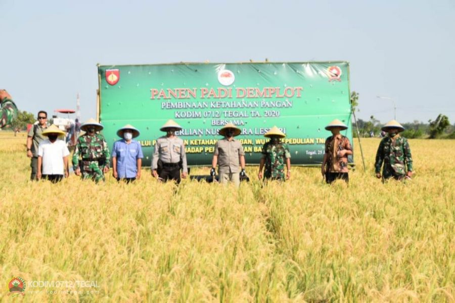 Panen Raya Padi Demplot Di tengah Pandemi Covid-19, Kodim 0712/Tegal Siap Dukung Ketahan Pangan