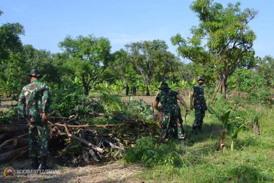 Bangun Lahan Tidur dengan Menanam Pohon Pisang Dan Pohon Mangga Di Lahan Milik TNI AD