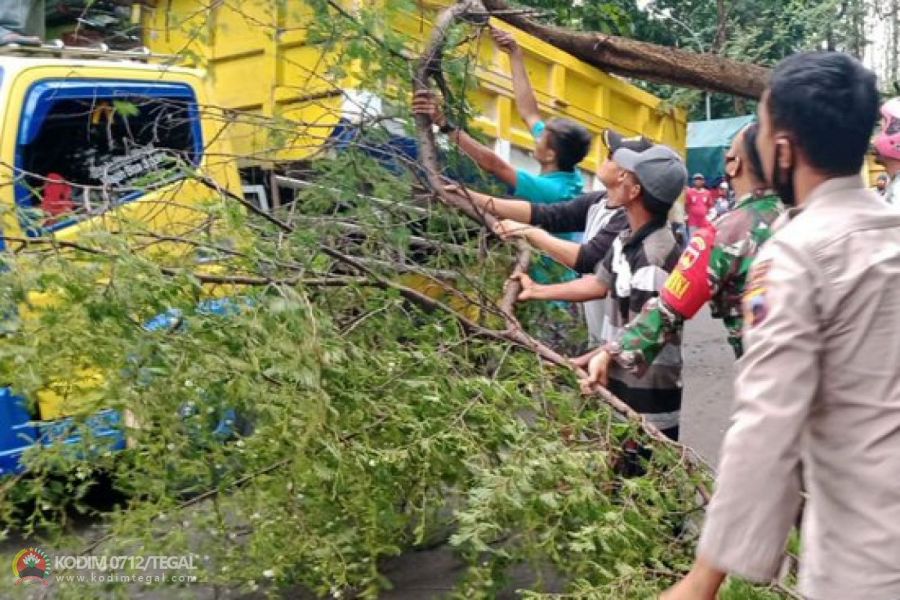 Gerak Cepat, Babinsa Peduli Wilayah Kodim 0712/Tegal Singkirkan Pohon Tumbang