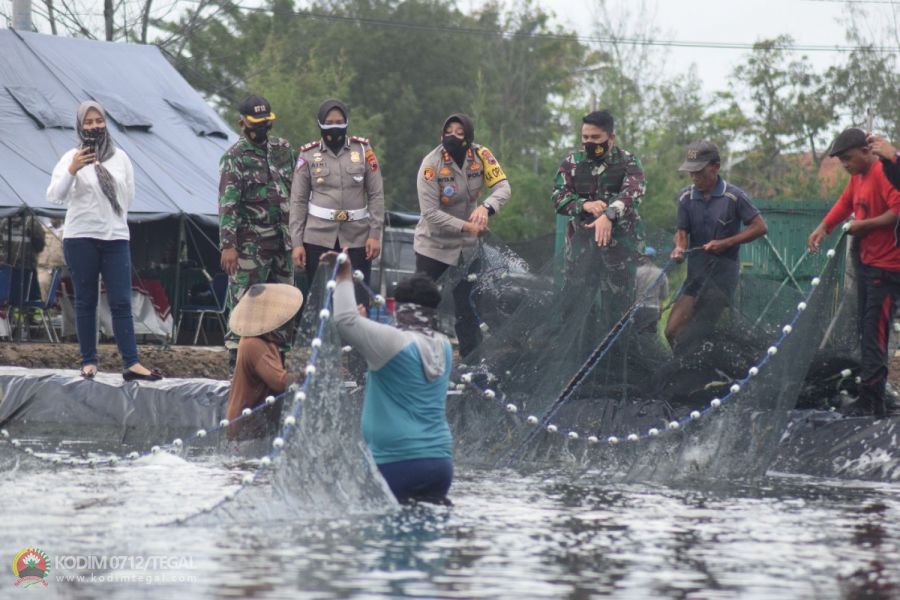 Panen Raya Udang Vaname Bersama Forkopimda Kota Tegal di Tambak Udang Kodim 0712/Tegal