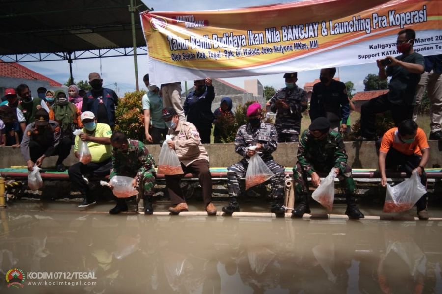 5000 Ikan Nila Merah Di Tabur di Saluran Air Limpasan Sungai Kaligung Oleh Karang Taruna Kaligayam