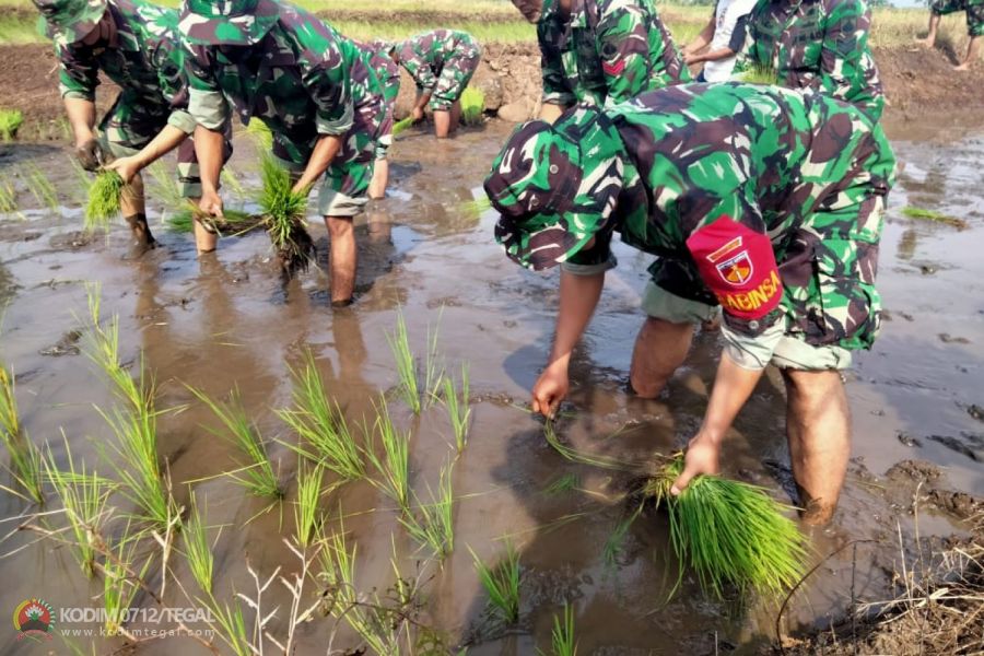 Percepat Pencapaian Swasembada Pangan,  Kodim 0712/Tegal Gelar Pendampingan Hanpangan
