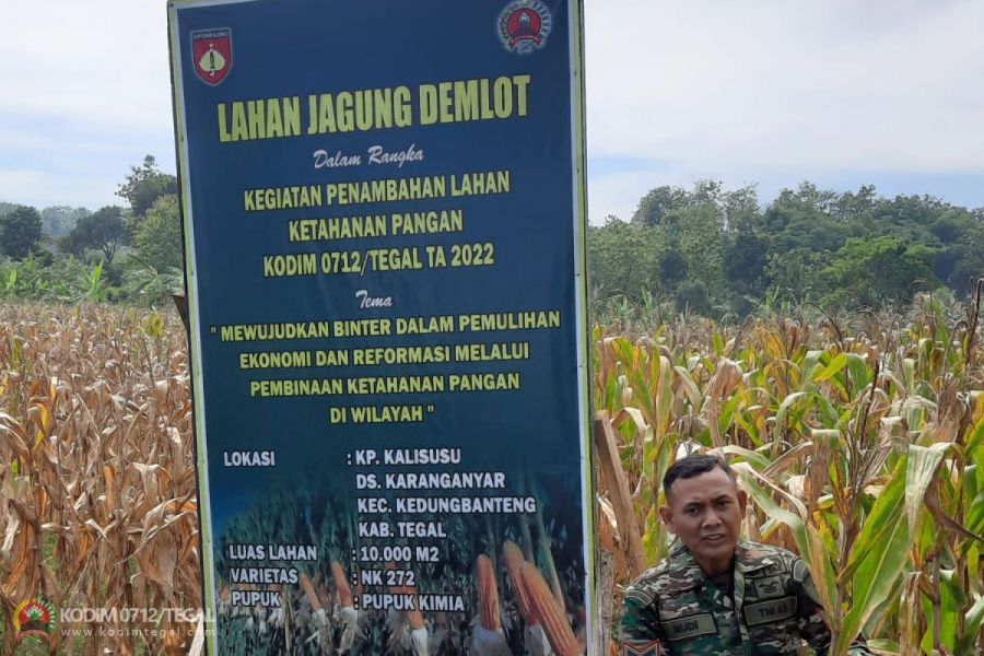 Demplot Jagung Kodim 0712 Tegal Masuk Usia 90 Hari, Anggota Kodim dan Babinsa Cek Tanaman Jagung