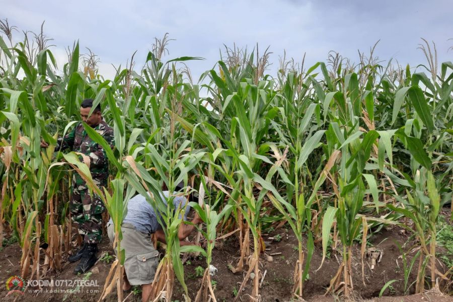 Hari Ke 79 Tanaman Jagung Jenis  Bisi 212 Hibrida Demplot Kodim 0712 Tegal Tumbuh Baik