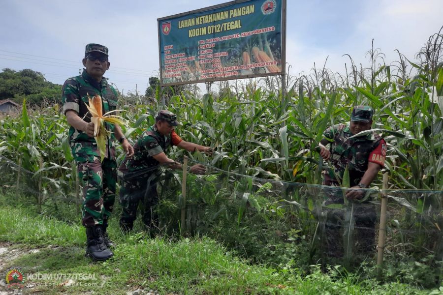 2 Minggu Lagi Demlot Tanaman Jagung Kodim 0712 Tegal Panen Raya.