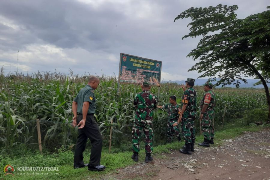 Demplot Tanaman Jagung Kodim 0712/Tegal dapat Kunjungan dari Tim Wasev Korem 071/Wijayakusuma