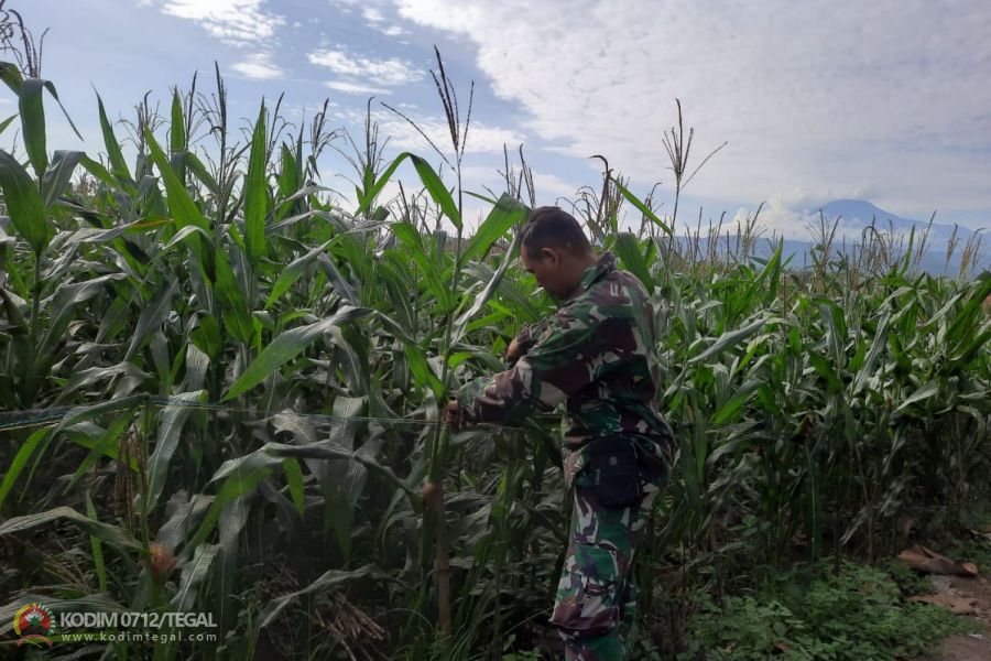 Kiat Sukses, Babinsa Kodim 0712/Tegal Dampingi Petani Binaanya Merawat Tanaman Jagung