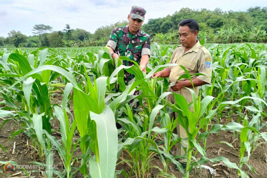 Upaya Cegah Hama, Anggota Kodim 0712 Tegal  Bersama Gapoktan Cek Tanaman Jagung.
