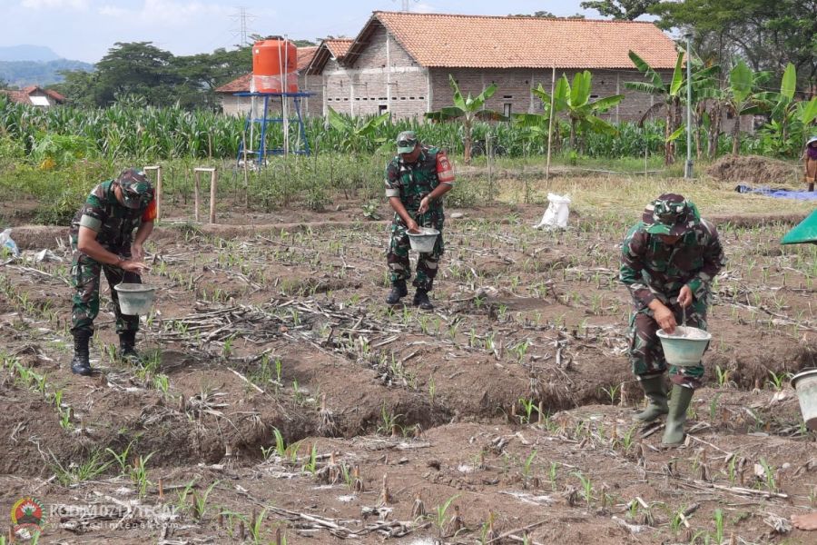 Pantauan Rutin Tanaman Jagung Ketahanan Pangan Kodim 0712/Tegal