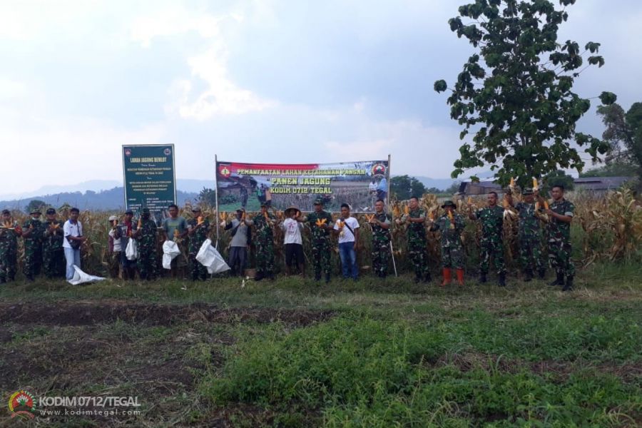 Panen Tanaman Jagung Wujud Dukungan Ketahanan Pangan Kodim 0712 Tegal