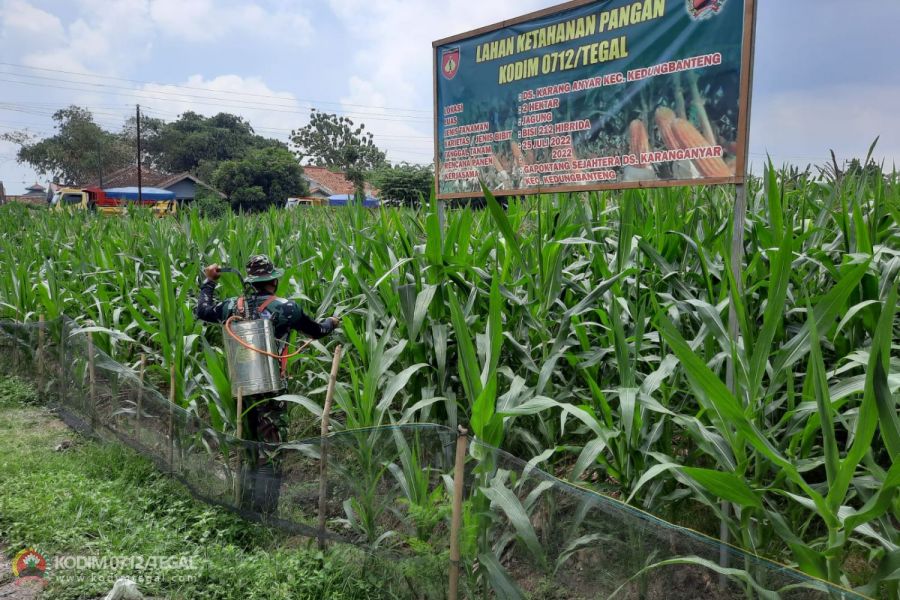Jagung BISI  212 Tumbuh Subur di Lahan Seluas 2 Hektar Ketahanan Pangan Kodim Tegal