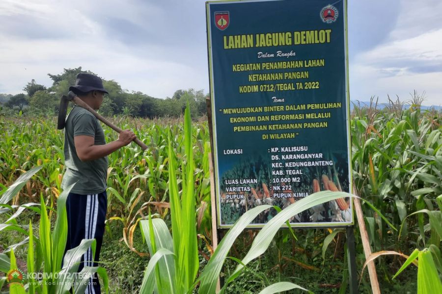Sukseskan Swasembada Pangan, Anggota Kodim 0712 Tegal Pantau dan Rawat Tanaman Jagung