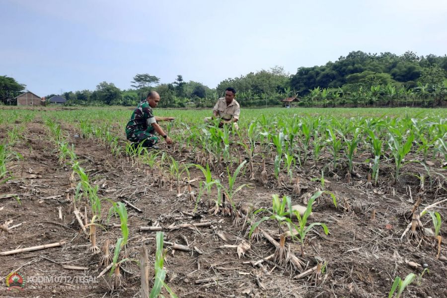 Perawatan Secara Intensif Tanaman Jagung di Lahan Demlot Kodim Tegal
