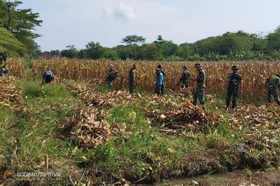 Kodim 0712 Tegal Siapkan Lahan Ketahanan Pangan Untuk Masa Tanam Ke 2