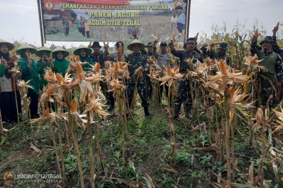 Wujudkan Ketahanan Pangan, Kodim 0712 Tegal Sukses Panen Raya Jagung
