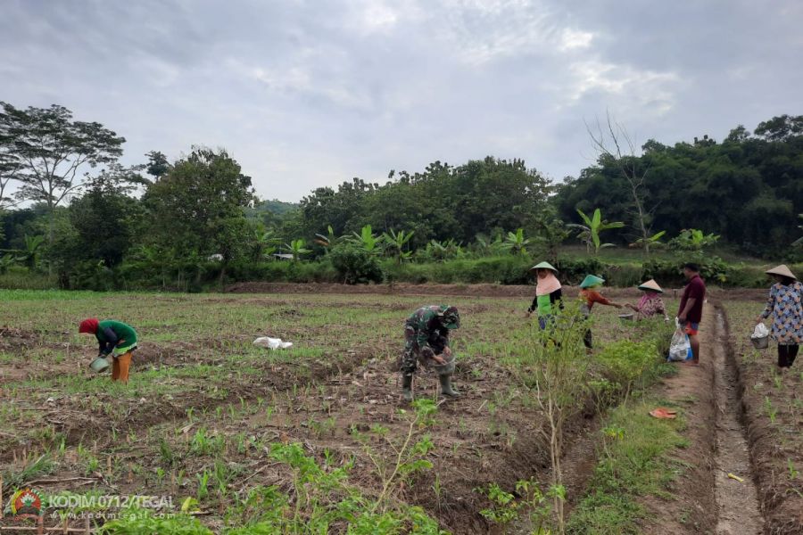 Pemupukan Jagung lahan Ketahanan Pangan Kodim 0712/Tegal