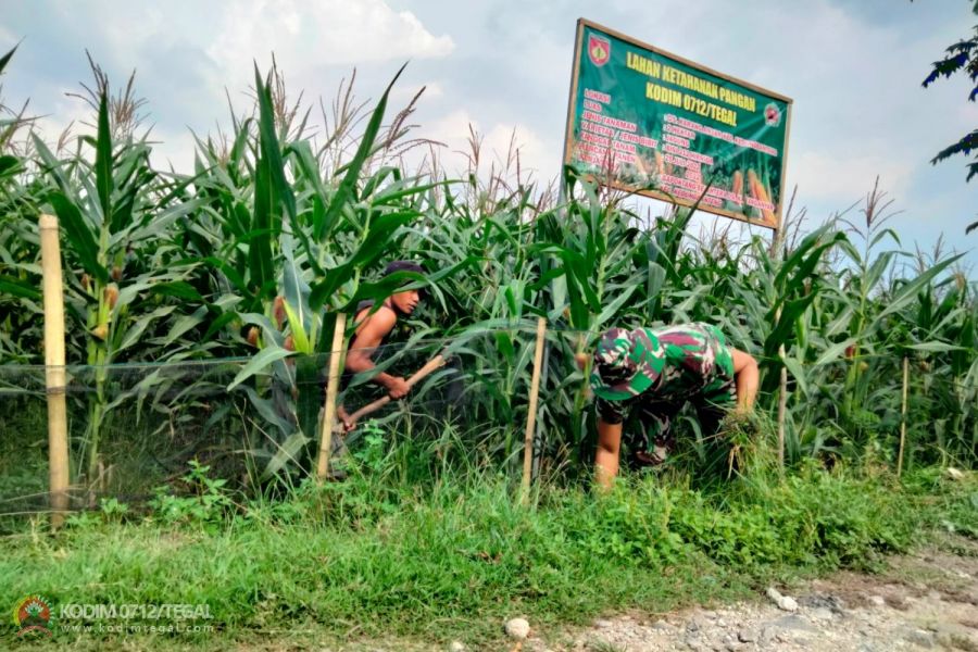 Anggota Staf Teritorial Kodim Tegal Turun Langsung Mengecek Perkembangan Tanaman Jagung