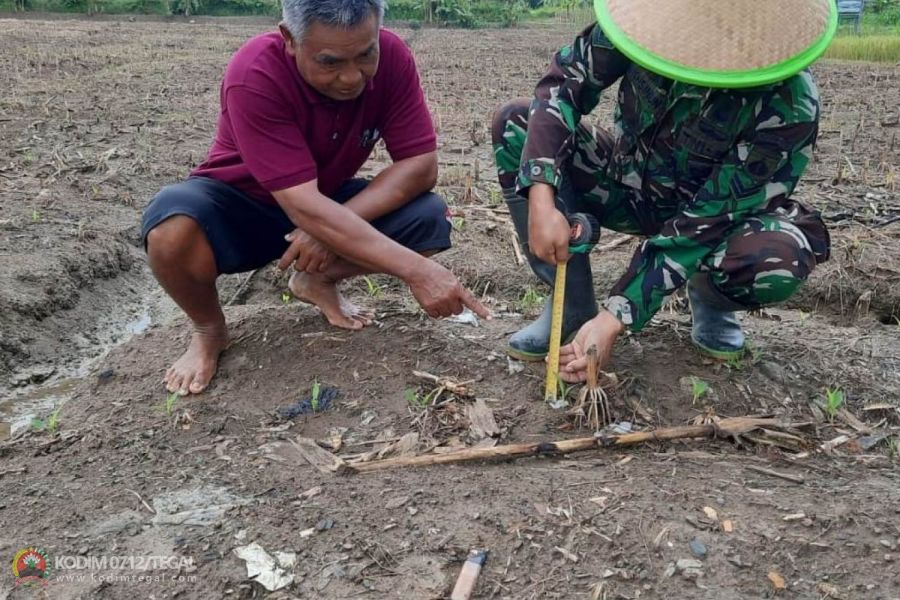 Perawatan Rutin di Lahan Ketahanan Pangan Kodim 0712 Tegal, Babinsa Kodim Tegal Cek Tanaman Jagung