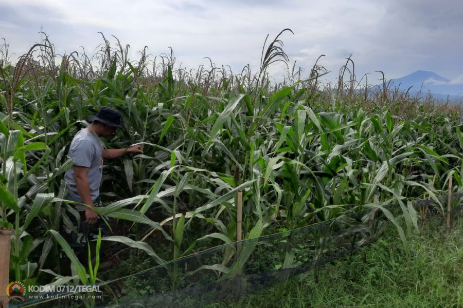 Dukung Program Ketahanan Pangan, Prajurit  Kodim 0712 Tegal Secara Rutin Rawat Tanaman Jagung