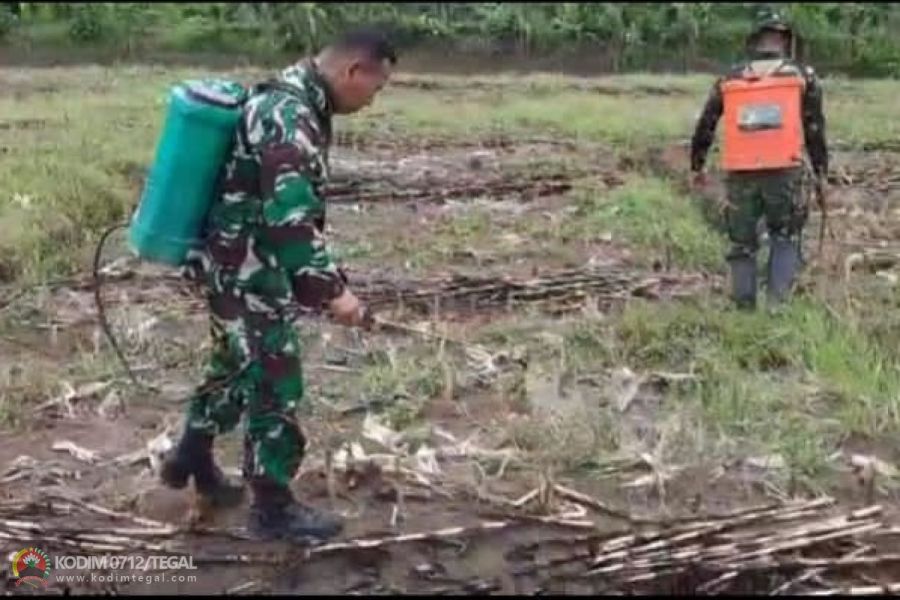 Memicu Pertumbuhan Jagung, Anggota Kodim 0712 Tegal Lakukan Penyemprotan Rutin