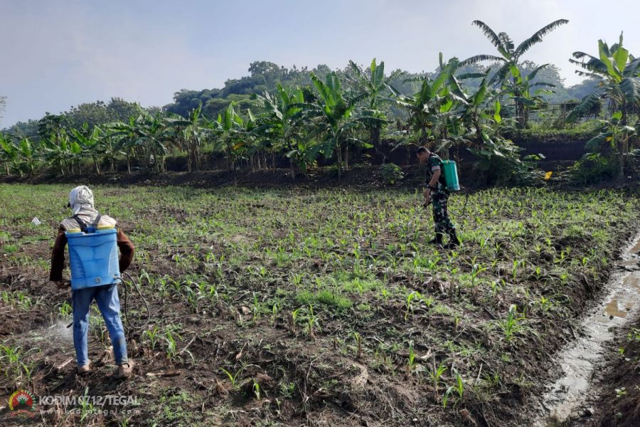 Pemeliharaan dan Pemantauan Lahan Ketahanan Pangan Kodim 0712 Tegal Oleh Anggota Kodim Tegal