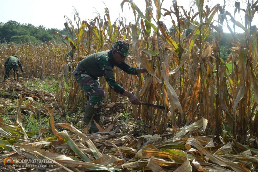 Kodim 0712 Tegal Siapkan 1 Ha Lahan untuk Tanam Jagung