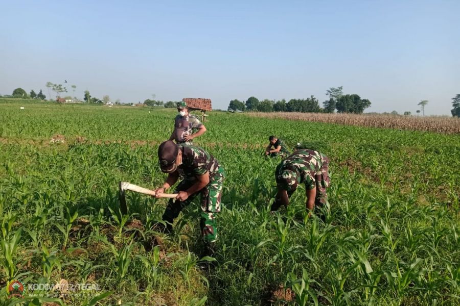 Dukung Ketahanan Pangan, Kodim Tegal Tanam Jagung Bersama Masyarakat