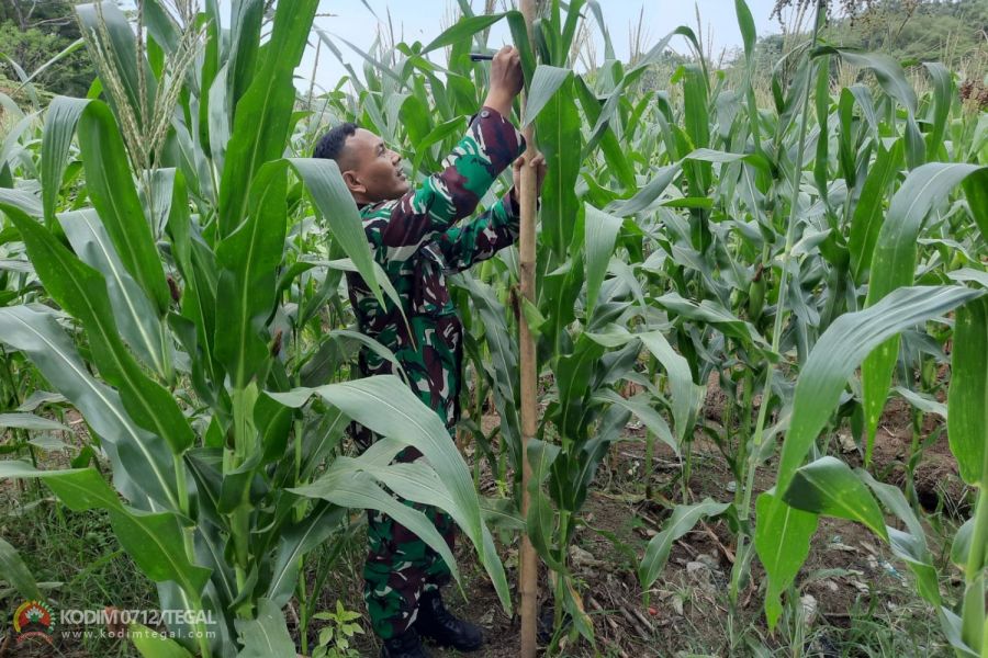 Untuk Mengetahui Perkembangan Jagung, Anggota Kodim Tegal Terus Lakukan Pengukuran Tanaman Jagung
