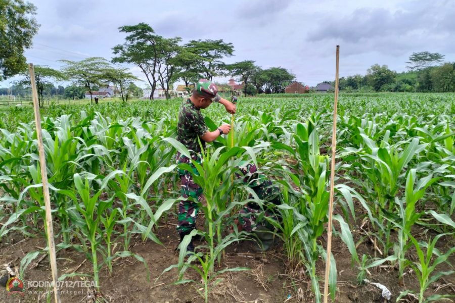 Kondisi Tanaman Jagung Ketahanan Pangan Kodim 0712 Tegal Tumbuh Subur