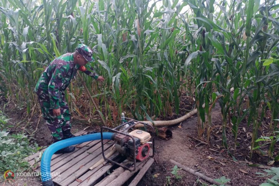 Anggota Kodim 0712 Tegal Rawat Tanaman Jagung Di Lahan Demplot Ketahanan Pangan Kodim Tegal