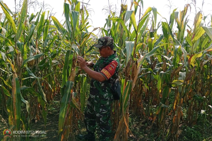 Demplot Jagung Kodim 0712 Tegal Di Karanganyar Sudah Bertongkol