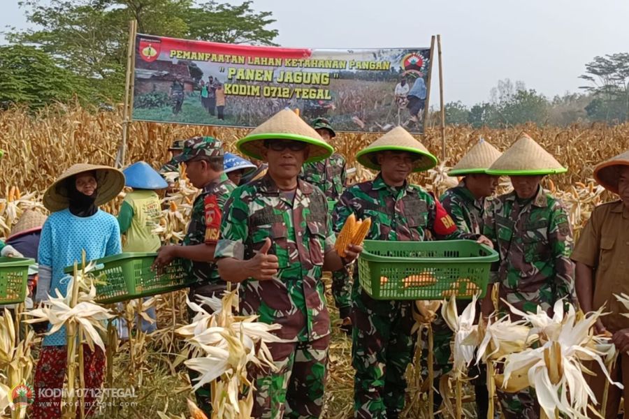 Demplot Kodim 0712 Tegal Panen Raya Jagung