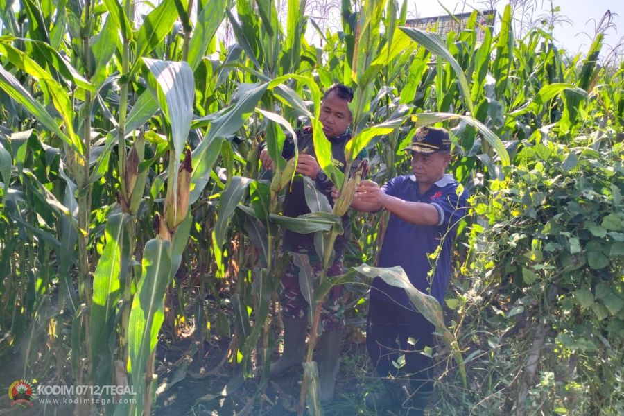 Tanaman Jagung Kodim 0712 Tegal Tumbuh Baik di Desa Karanganyar Kec Kedung Banteng