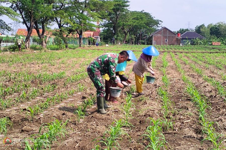 Jaga Ketahanan Pangan, Anggota Kodim Tegal Lakukan Pemeliharaan Tanaman Jagung