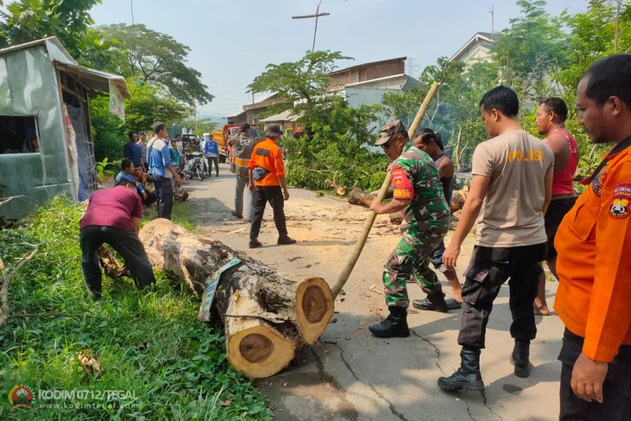 Gerak Cepat Babinsa Kedungbanteng Bersama Masyarakat Lakukan Pembersihan Pohon Tumbang