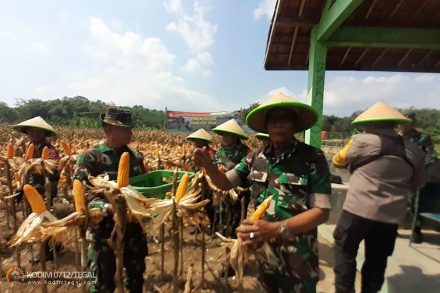 Kodim Tegal Panen Raya Jagung Tahap III