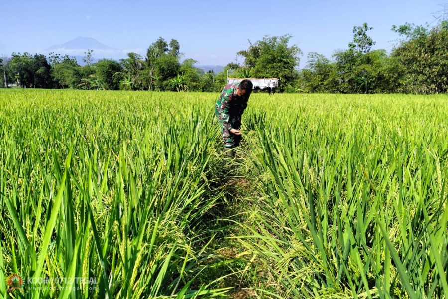Tanaman Padi Jenis Pro Tani Demplot Kodim 0712 Tegal Tumbuh Subur di Desa Karanganyar