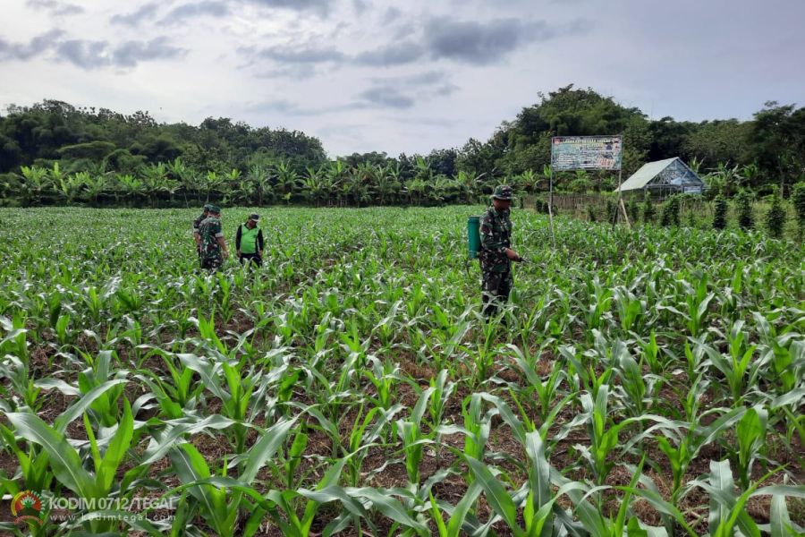Perawatan Rutin, Babinsa Kodim Tegal Lakukan Penyemprotan Tanaman Jagung
