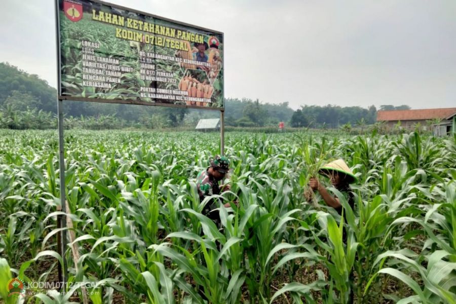 Upaya Peningkatan Tanaman Jagung Ketahanan Pangan Kodim 0712/Tegal