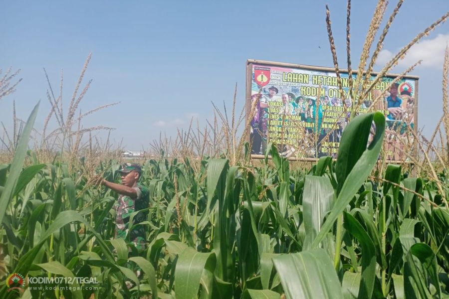Bati Komsos Kodim Tegal Bersama Babinsa Koramil  Kedungbanteng Pantau Pertumbuhan Tanaman Jagung