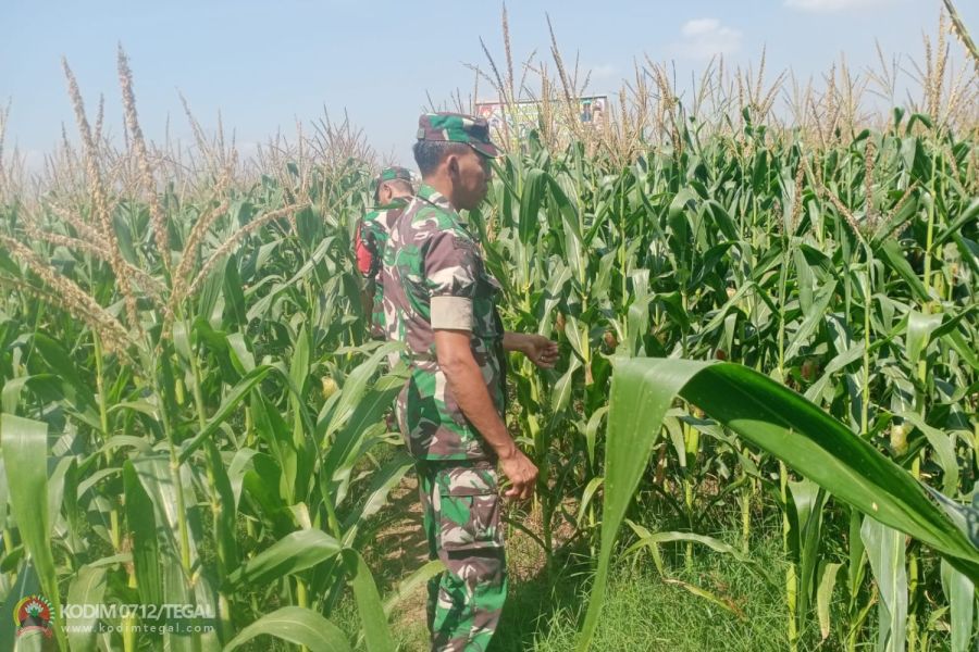 Anggota Kodim 0712 Tegal Rutin Lakukan Pemeliharaan dan Pemantauan Lahan Ketahanan Pangan