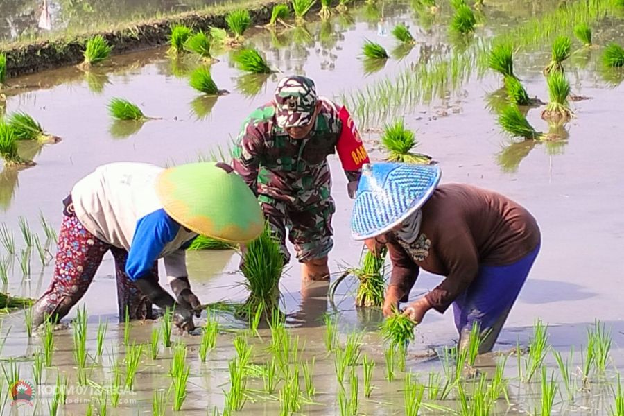 Sukseskan Swasembada Pangan, Babinsa Kodim 0712 Tegal Dampingi Petani Tanam Padi