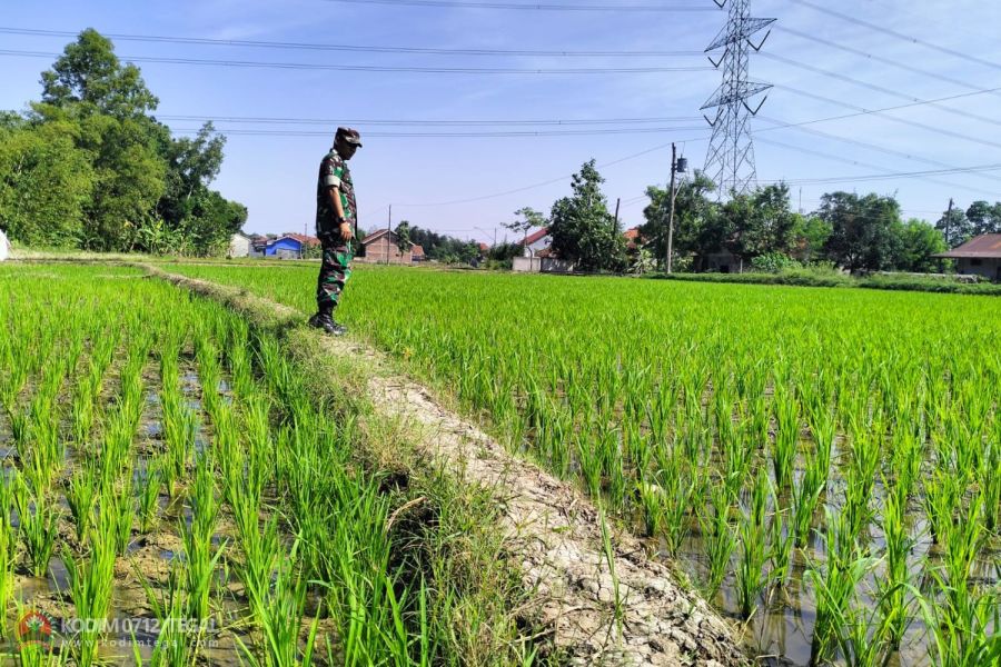 Jenis Bibit Padi Pro Tani, Di Demplot Kodim 0712 Tegal Tumbuh Subur