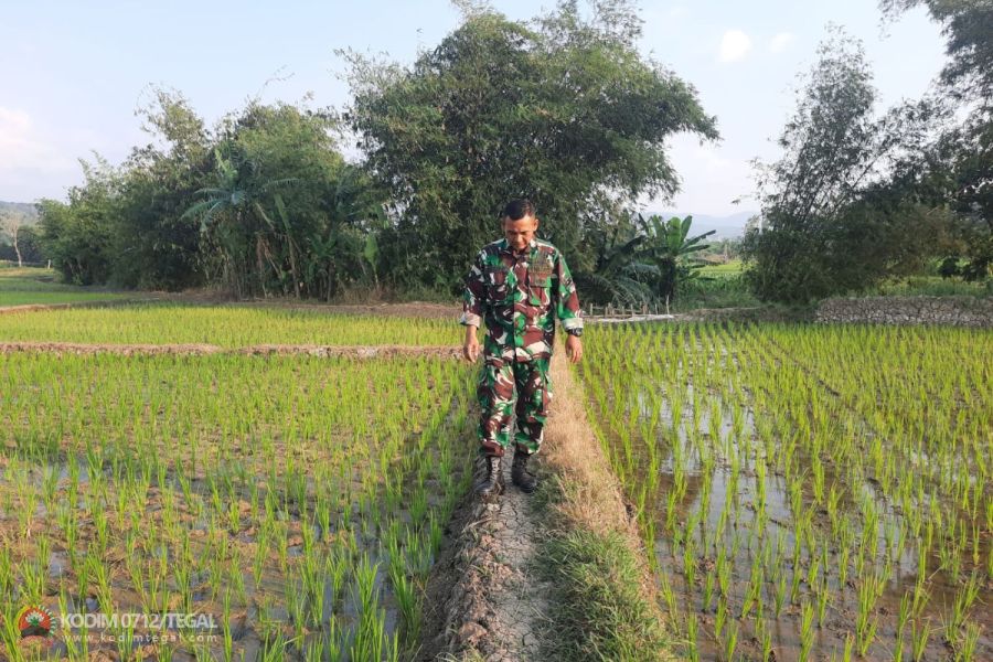 Usia 7 Hari, Tanaman Padi Kodim 0712 Tegal Tumbuh Subur