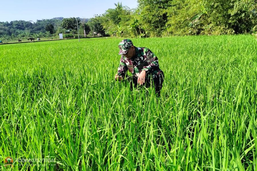 Babinsa Kodim 0712 Tegal Pantau Perkembangan Tanaman Padi Jenis NK Naga