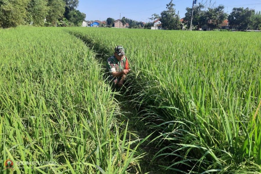 Usia 61 Hari Tanaman Padi Tanaman Padi Jenis Pro Tani Demplot Kodim 0712 Tegal Tumbuh Subur