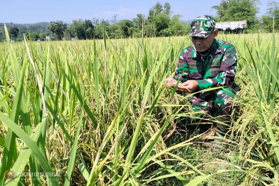 Padi Jenis Pro Tani Demplot Kodim 0712 Tegal Sudah Menguning