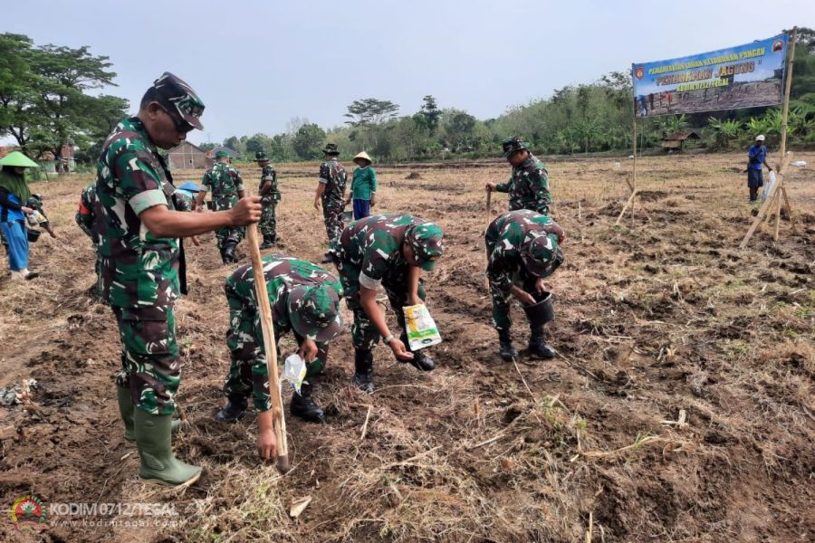 Dukung Ketahanan Pangan Nasional, Kodim Tegal Tanam Jagung Di Lahan Seluas 1,5 Ha