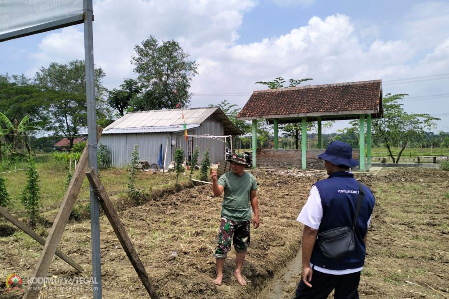 Serka Rudi Pantau Perkembangan Tananam Jagung Di Demplot Kodim 0712 Tegal